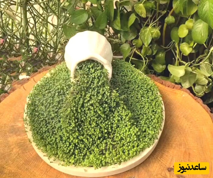 فیلم آموزش گام به گام کاشت سبزه آبشاری بهاری ترین سبزه ای که حسابی غوغا میکنه