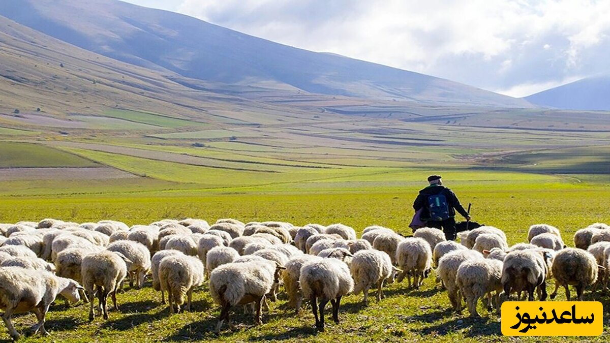 خلاقیت خنده دار یک چوپان ایرانی در حمل گوسفند با موتورسیکلت/ گوسفنده چه ژست غرور آمیزی هم گرفته😂