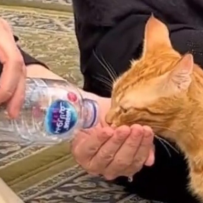 (ویدئو) اقدام تحسین برانگیز یک زن با گربه در مسجد نبوی/متحول می شوید