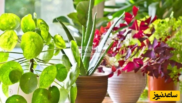 پرورش گل و گیاه