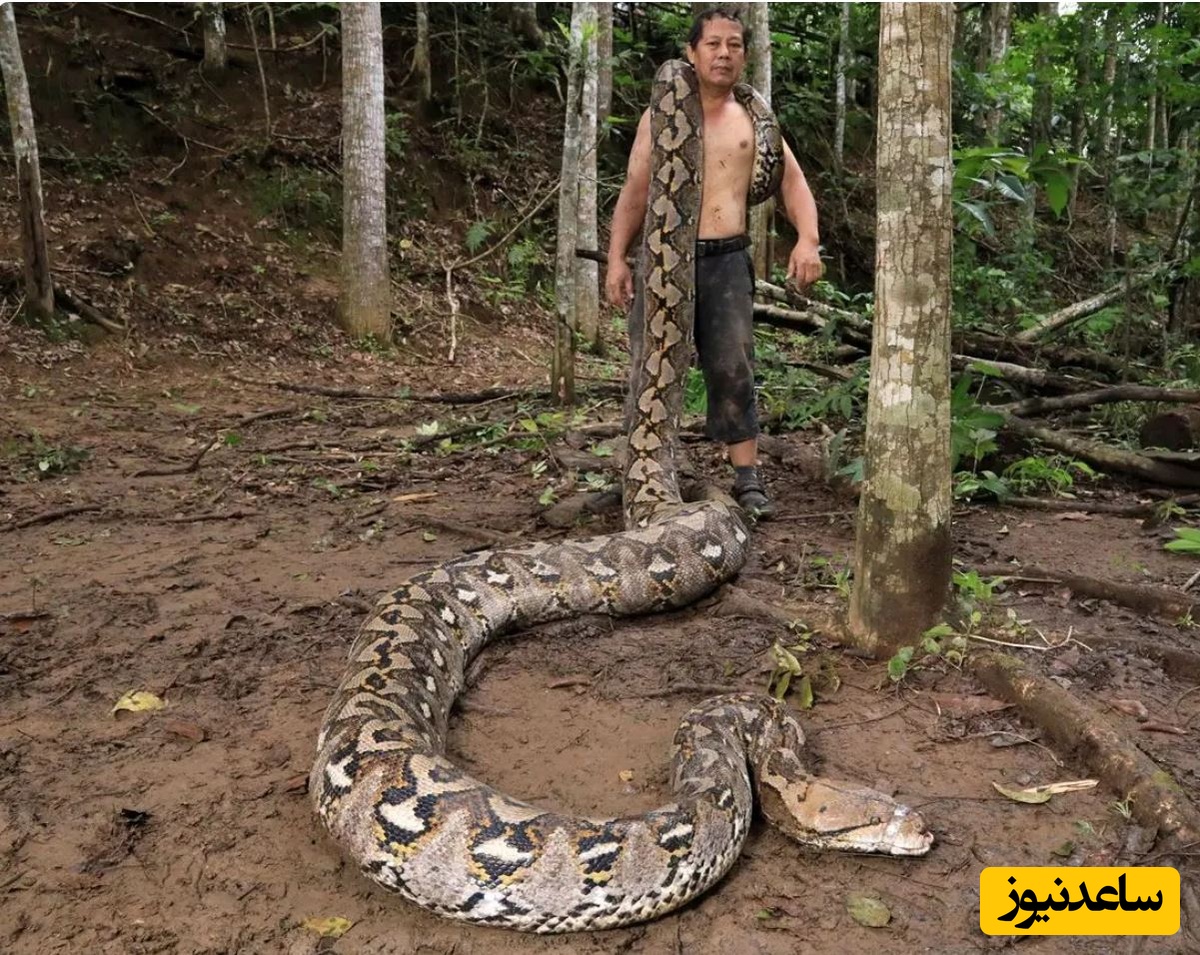 با «بارونس» آشنا شوید؛ درازترین مار وحشی جهان