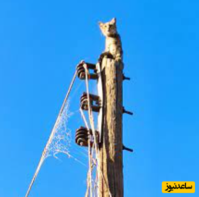 خلاقیت خنده دار 3 مرد ایرانی برای پایین آوردن گربه از بالای تیر برق +فیلم/لامصب اون بالا سالم تر میموند🤣