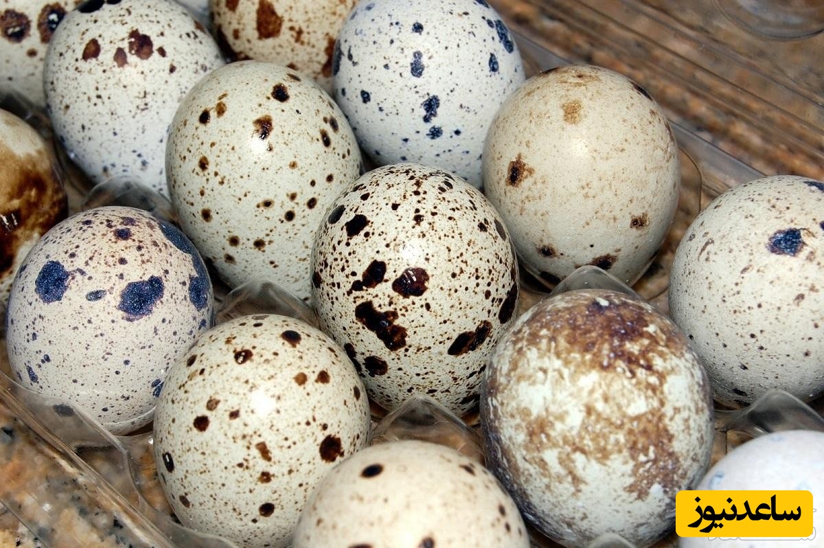 فواید و عوارض مصرف گوشت و تخم بلدرچین در دوران بارداری