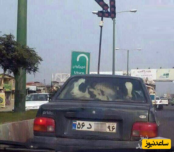 حمل گاو با پراید