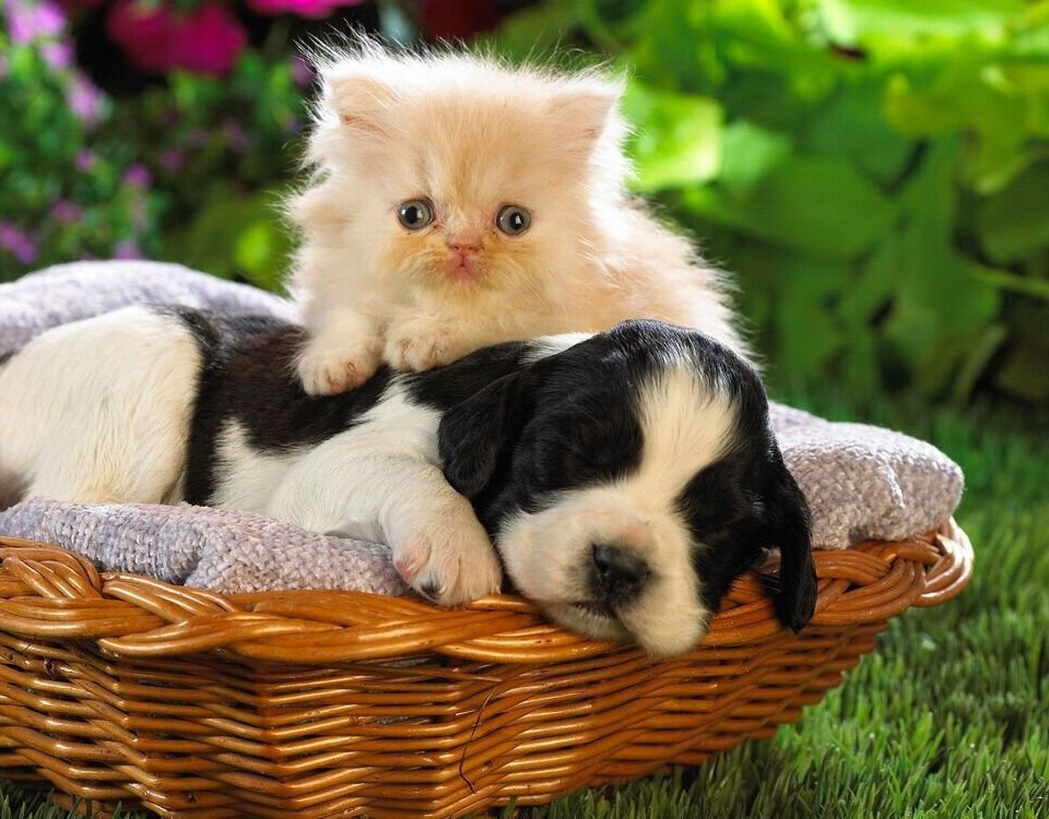 (ویدئو) زندگی مسالمت‌آمیز یک گربه و بچه‌هایش در کنار دو سگ غول پیکر