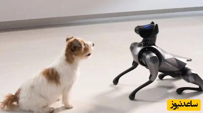 (ویدیو) ربات‌های سگ جنجالی با سر ایلان ماسک و مارک زاکربرگ در میامی فضای مجازی را منفجر کردند!/ اگه ورژن ترامپ رو بسازن بازار منفجر میشه😂