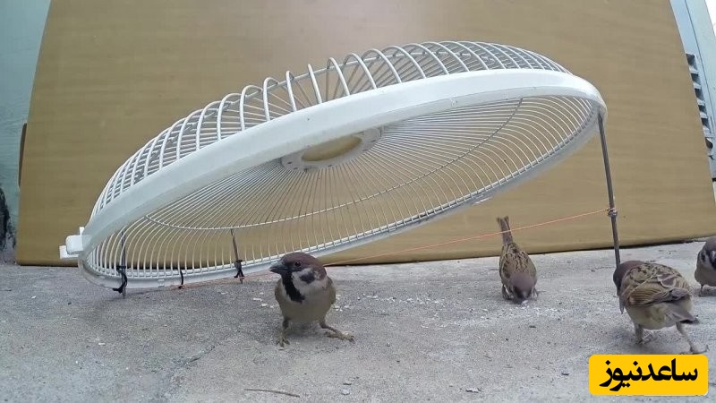 دیدن دام در خواب چه تعبیری دارد؟ / تعبیر خواب دام