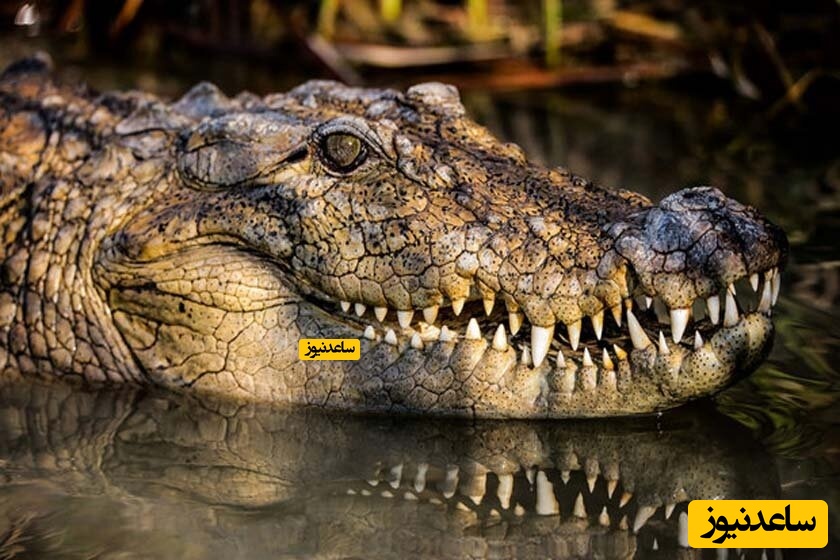 برنده مسابقه عکاسی طبیعت؛ تصویری عجیب از تمساح کمین کرده در گِل/ زیبایی حیات وحش تمامی ندارد!