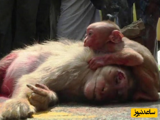 (ویدئو) مستند حیات وحش/ این داستان:  عزاداری بچه میمون برای مادرش