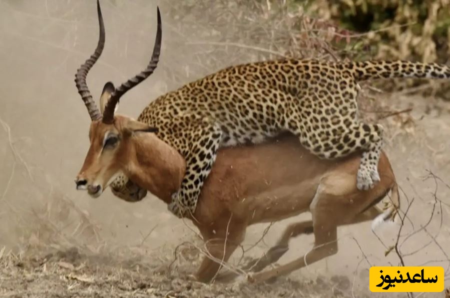 (ویدئو) حیات وحش ؛ مستند حیات وحش حیوانات/  استتار ماهرانه «پلنگ» برای شکار ایمپالا