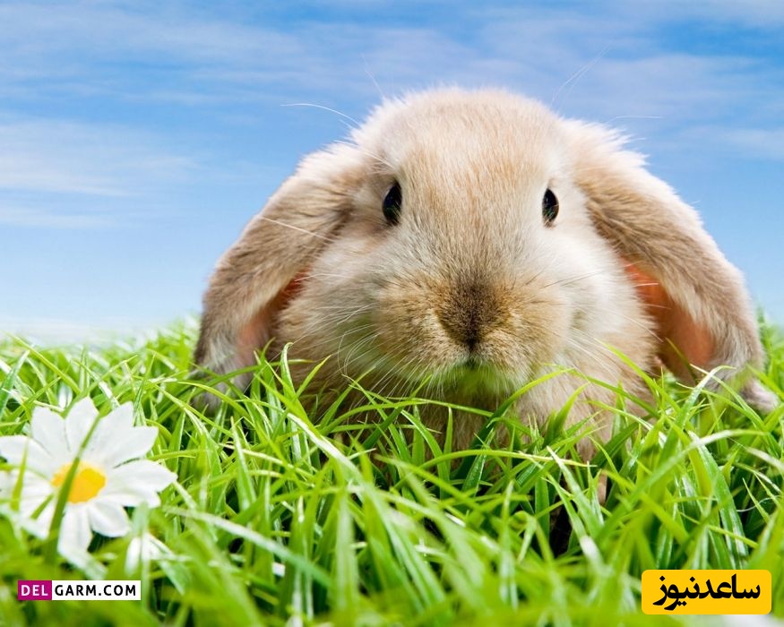 واکنش دیدنی یک خرگوش برای نجات هم‌نوعش + فیلم