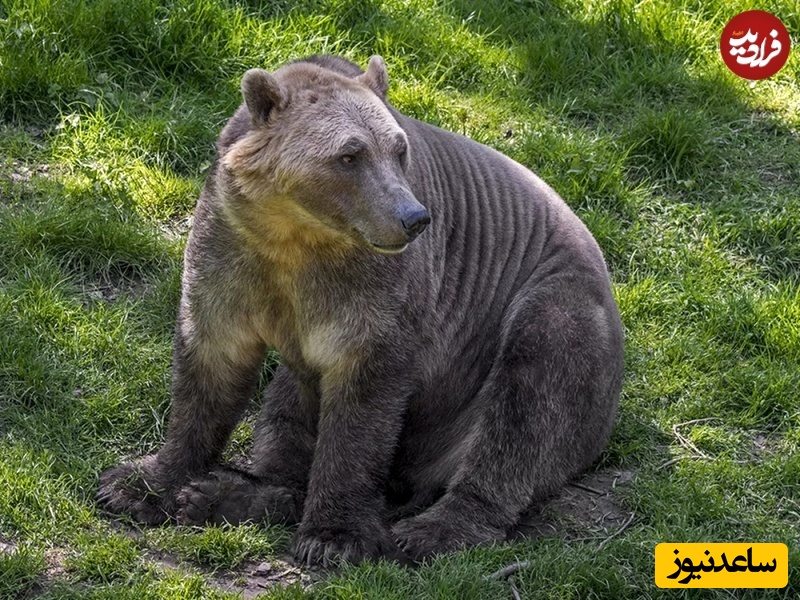 خرس پیزلی (Pizzly Bear)  