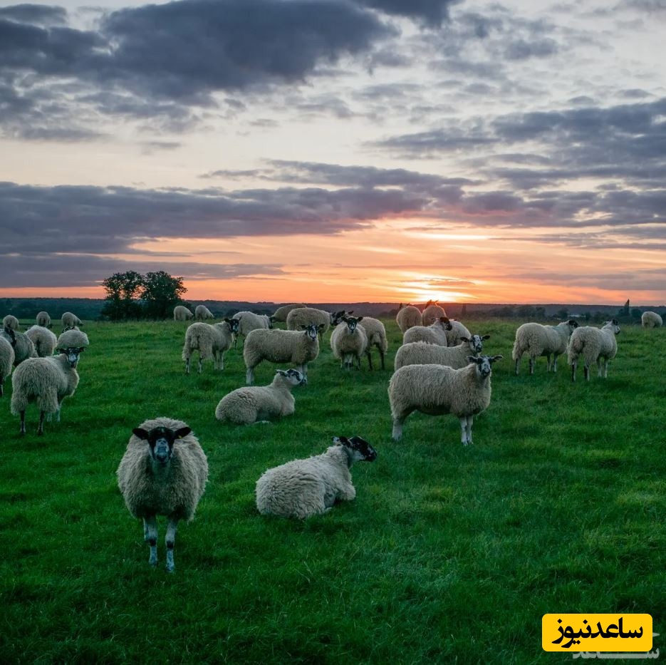 دیدن ذبح کردن بره در خواب چه تعبیری دارد؟ /  تعبیر خواب بره