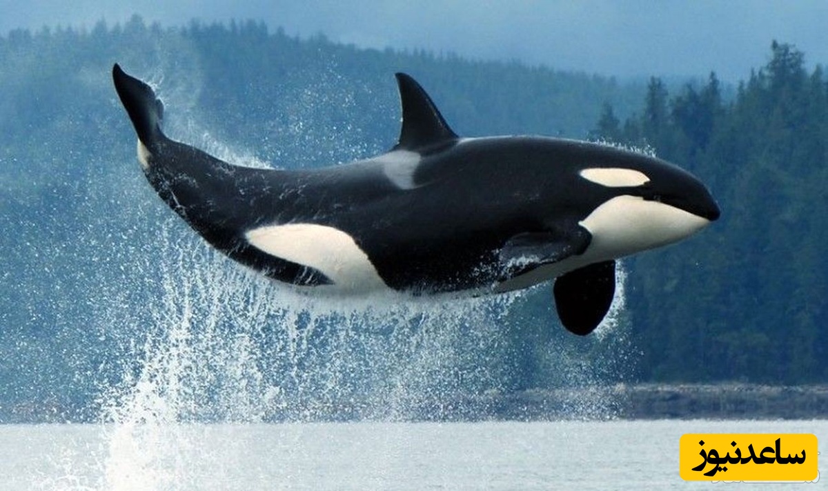 دیدن نهنگ در خواب چه تعبیری دارد؟ / تعبیر خواب نهنگ