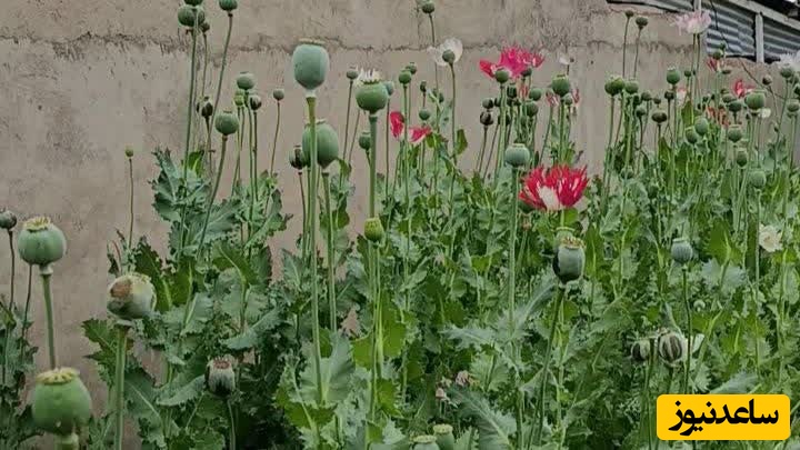 کشف و امحای مزرعه کشت خشخاش در شهرستان لالی