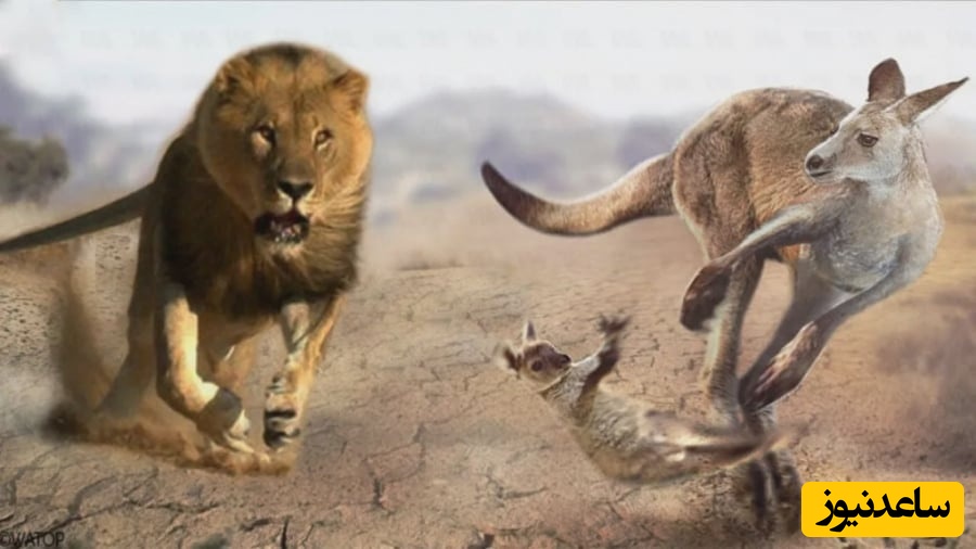 (ویدئو)مستند حیات وحش حیوانات /راز بقا: شیر، پلنگ، کانگرو، گور خر