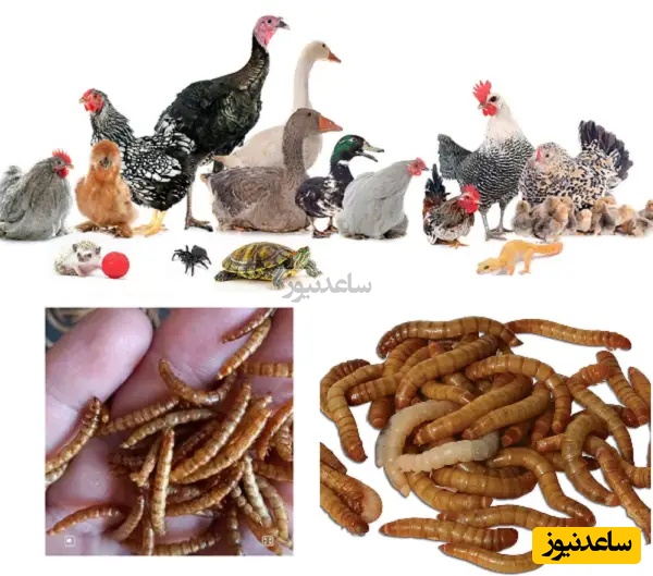 کاربرد های میلورم