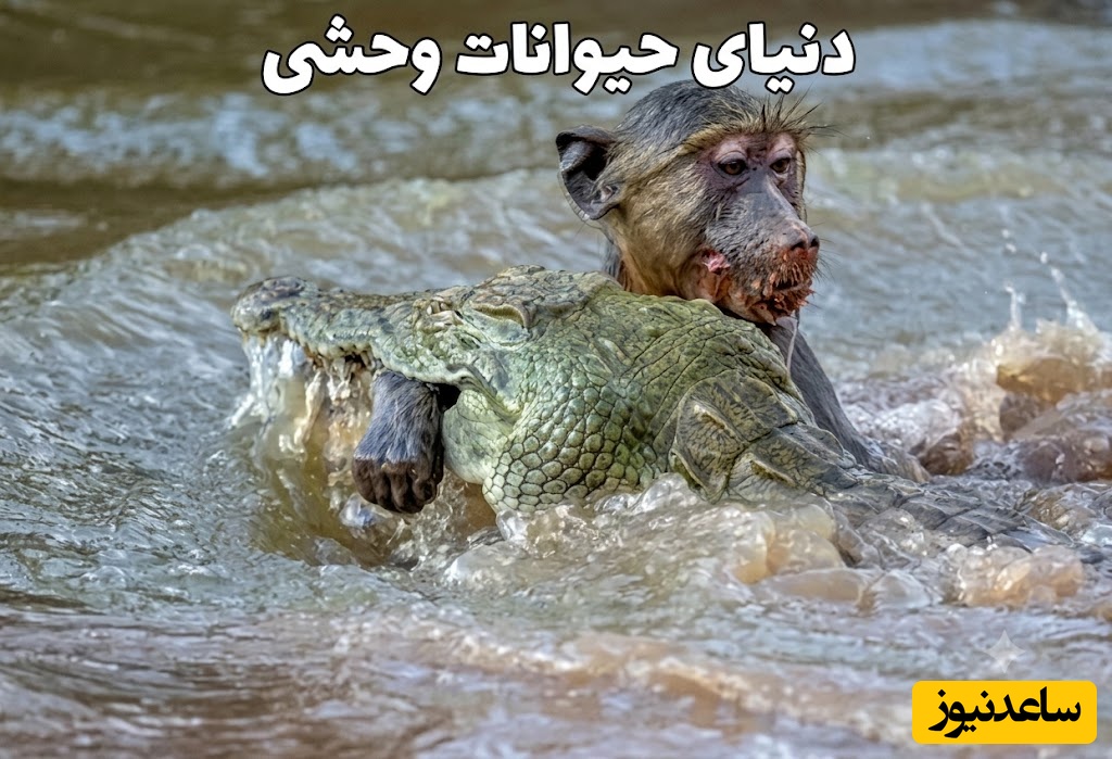 تصویری هولناک که حیات‌وحش را تکان داد؛ سکانسِ نفس‌گیری از پایانِ شومِ بابونی که راهیِ ضیافتِ خونینِ تمساح شد + ویدئو