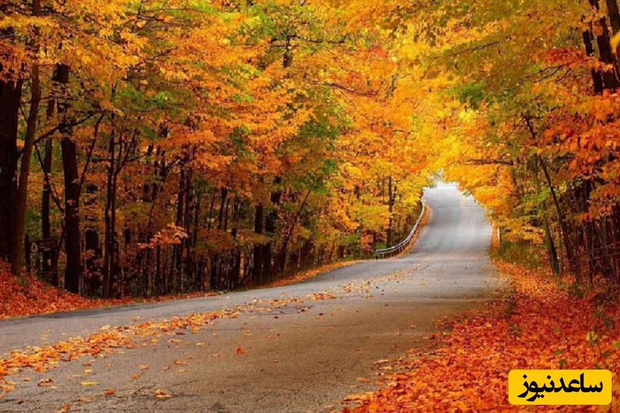 جنگل نقله بر؛ بکرترین و زیباترین جنگل گیلان برای سفر پاییزی/ تا دیر نشده بهترین جنگل ایران رو باید ببینی