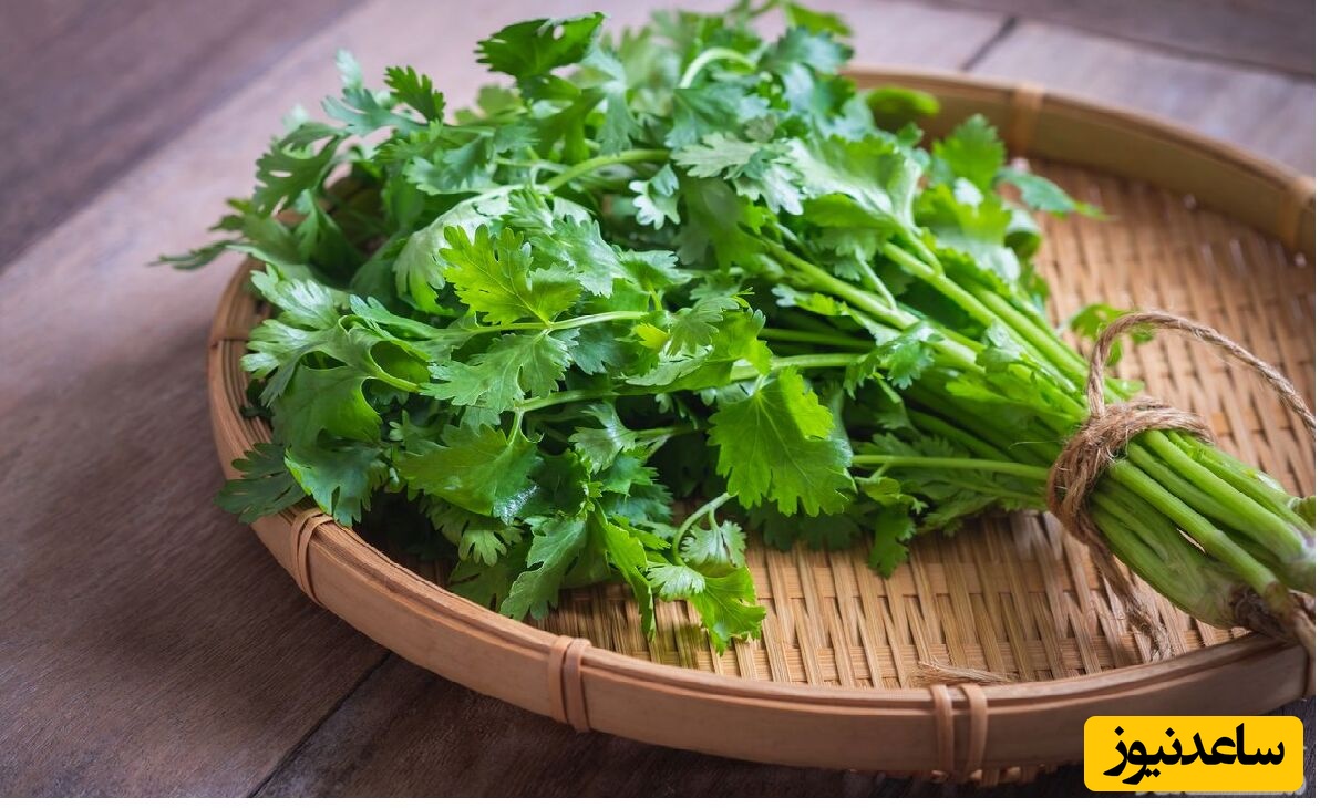 فواید و عوارض خوردن گشنیز در بارداری