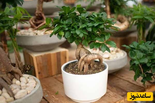 آموزش درست کردن انواع کود برای گیاهان در منزل با مواد دور ریختنی/ نجات گیاهانت از همین امروز شروع می‌شود!+ ویدیو