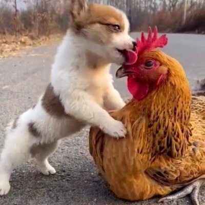 ویدیویی خنده‌دار از قایم‌باشک‌بازی یک سگ و مرغ