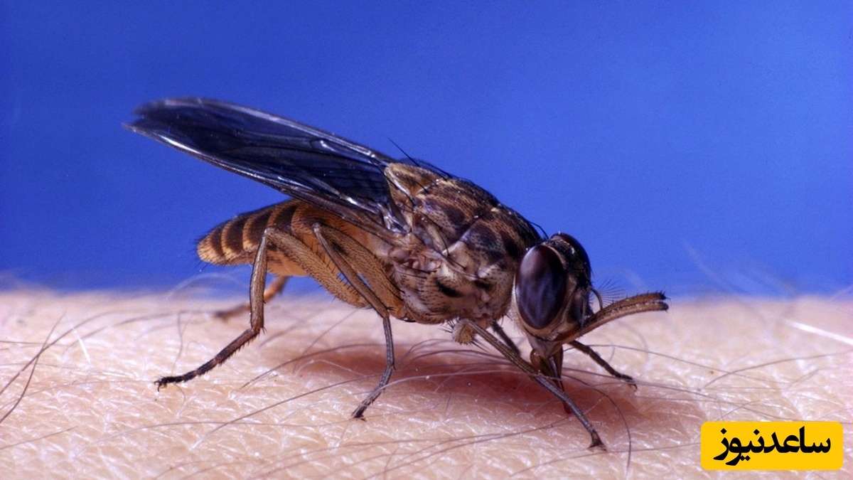 مرگبارترین «مگس‌ها» در جهان که هر سال هزاران نفر را می‌کشند