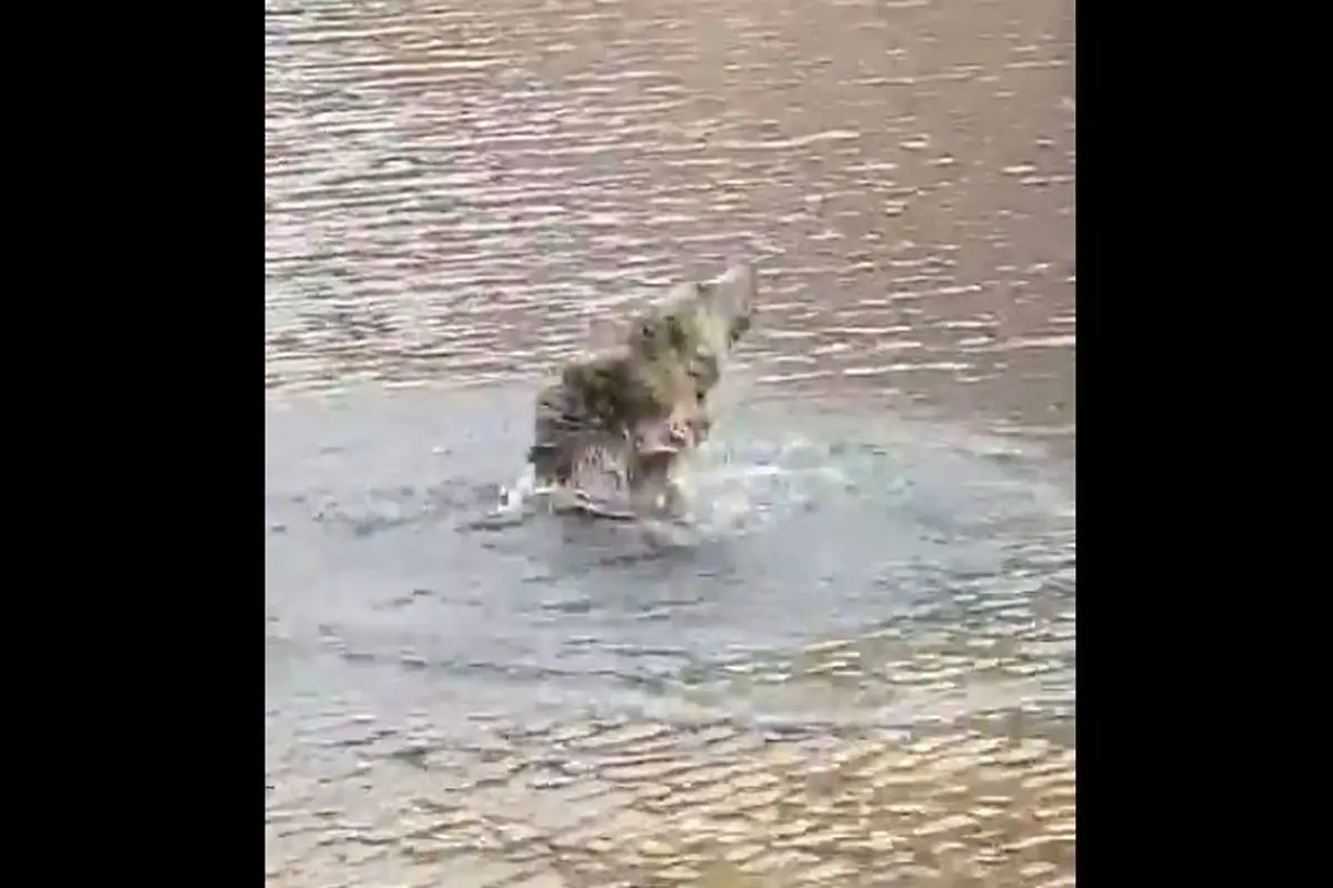 ویدئویی جالب از خرس آب تنی در دریاچه سبلان در روز گرم مرداد