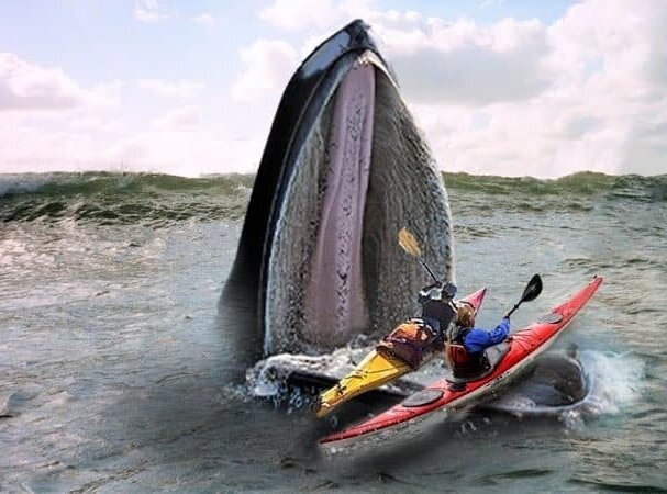ویدئو/ دو زن قایق سوار نگون بخت در یک لحظه لقمه نهنگ غول آسا شدند!