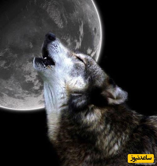 دیدن زوزه در خواب چه تعبیری دارد؟ / تعبیر خواب زوزه