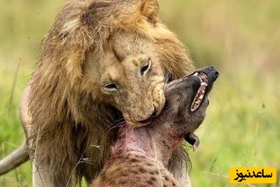 (ویدئو) مستند حیات وحش حیوانات/ راز بقا، این داستان: تقابل مرگبار در حیات‌وحش؛ شیر نر کفتار را خفه کرد+ ویدئو
