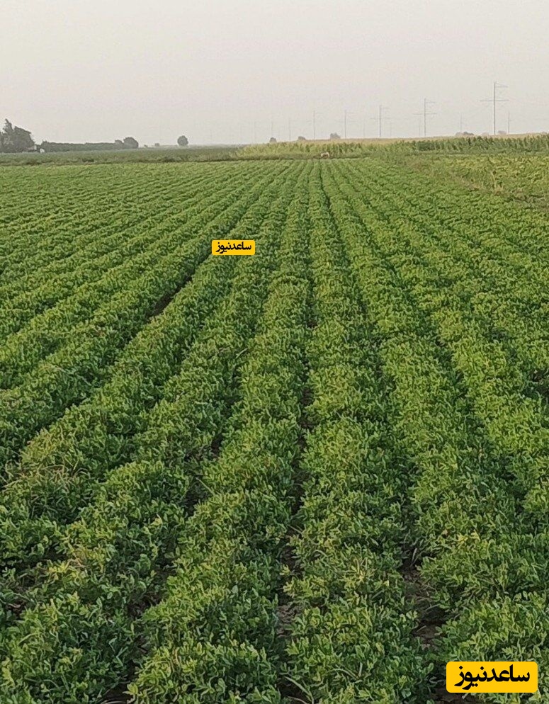 مزرعه بادام زمینی کرمانشاه