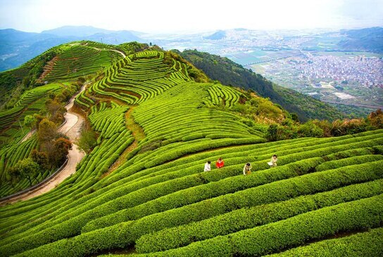 گردشگران در حال چیدن برگ سبز چای در استان فوجیان چین/ گتی ایمجز