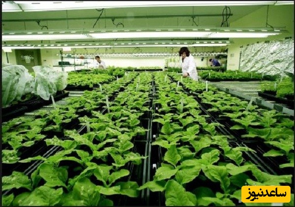 منابع دروس آزمون رشته بیوتکنولوژی کشاورزی و ضرایب آن در مقطع دکتری