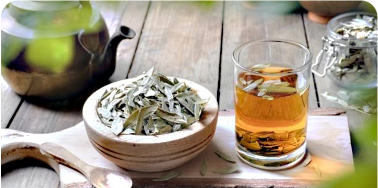 نکات مهم پیش از مصرف برگ سنا