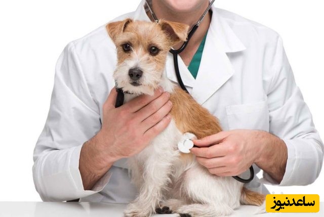 گرایش های دوره دکتری رشته دامپزشکی