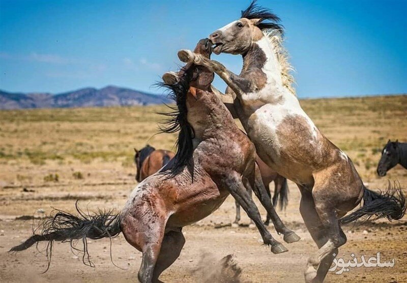 فیلمی هیجان انگیز از جنگ تن به تن یک اسب خشمگین با یک کروکودیل 4 متری