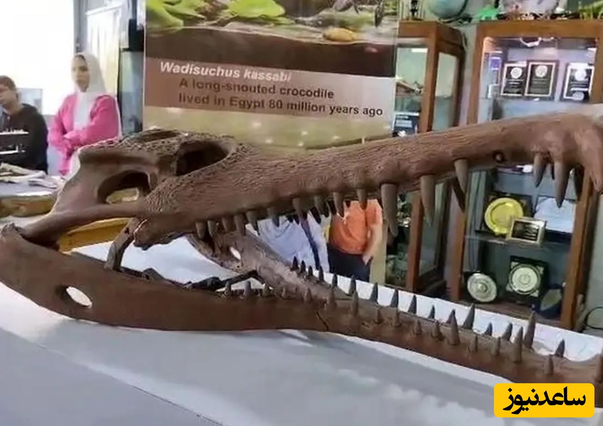 کشف جد 80 میلیون ساله تمساح‌ها در مصر