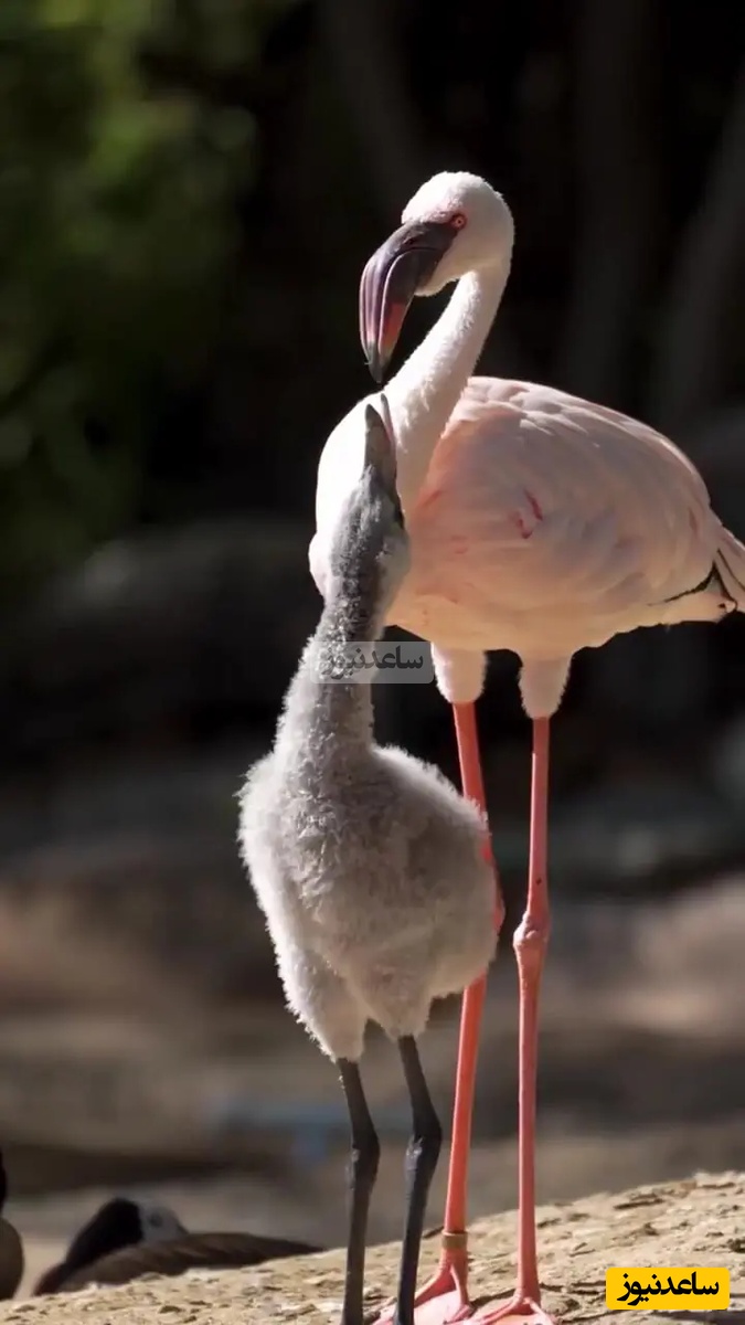 (ویدیو) حرف‌های عجیب کارشناس صداوسیما/جان فلامینگو مهم‌تره یا انسان؟/ باورنکردنیه که...