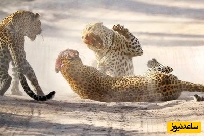 (ویدئو) مستند حیات وحش حیوانات/ راز بقا، این داستان: نبرد مرگبار پلنگ‌های آفریقایی بر سر قلمرو/ ویدئو