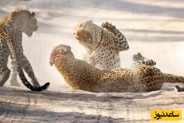 (ویدئو) مستند حیات وحش حیوانات/ راز بقا، این داستان: نبرد مرگبار پلنگ‌های آفریقایی بر سر قلمرو/ ویدئو