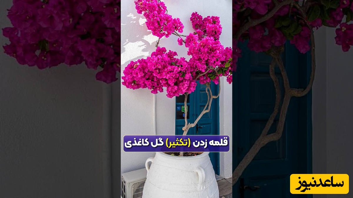 چجوری گل کاغذی رو تکثیر کنیم (قلمه بزنیم)/ با ما خونتون رو زیباتر کنید+ ویدئو