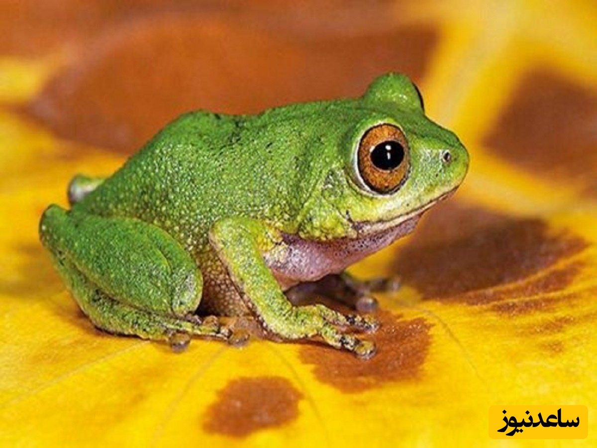 دیدن قورباغه در خواب چه تعبیری دارد؟ / تعبیر خواب قورباغه