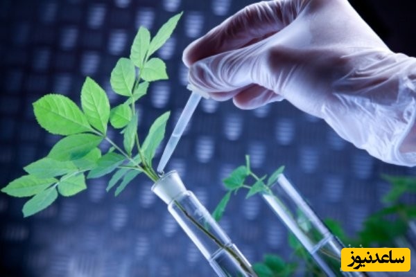 رشته بیوتکنولوژی کشاورزی و بازار کار آن