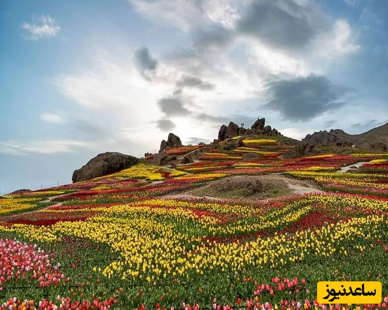 سفر به دشت کندر؛ دریایی از لاله‌های رنگارنگ در یکی از زیباترین چشم‌اندازهای ایران+ فیلم