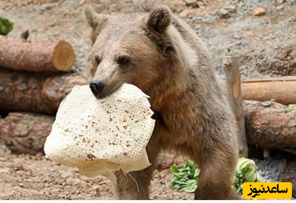 مهربانی مرگبار؛ غذای انسان، عادت خطرناک خرس‌های سبلان +ویدئو