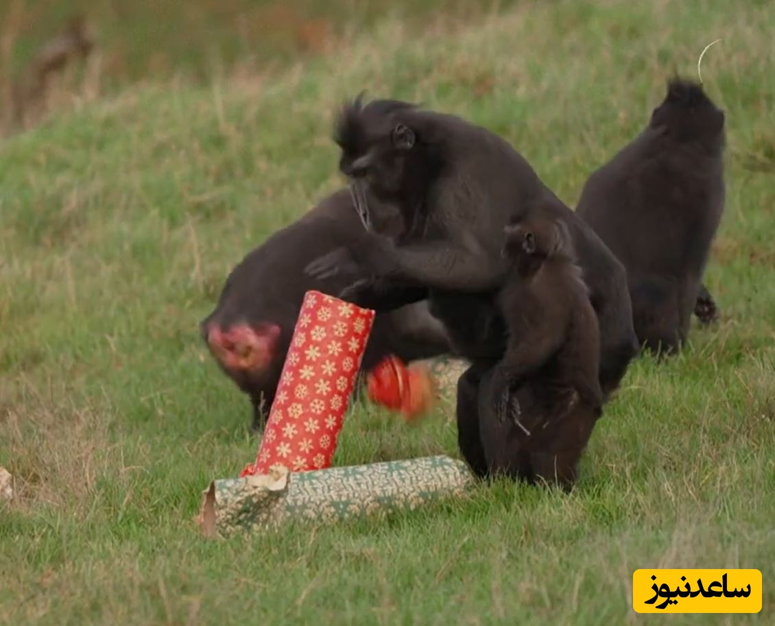 حیوانات وحشی هم به استقبال کریسمس رفتند