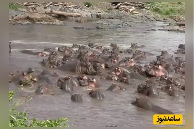 (ویدئو) مستند حیات وحش حیوانات/  حمله 30 «اسب آبی» به «تمساح نگون» بختی که وارد قلمروشان شد!