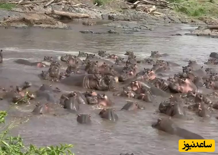 (ویدئو) مستند حیات وحش حیوانات/  حمله 30 «اسب آبی» به «تمساح نگون» بختی که وارد قلمروشان شد!