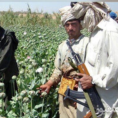 طالبان یک رکورد جهانی ثبت کرد؛ موفق‌ترین مبارزه در برابر مواد مخدر!